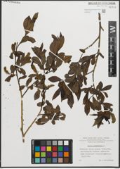 Foto von Salix pentandra L.
